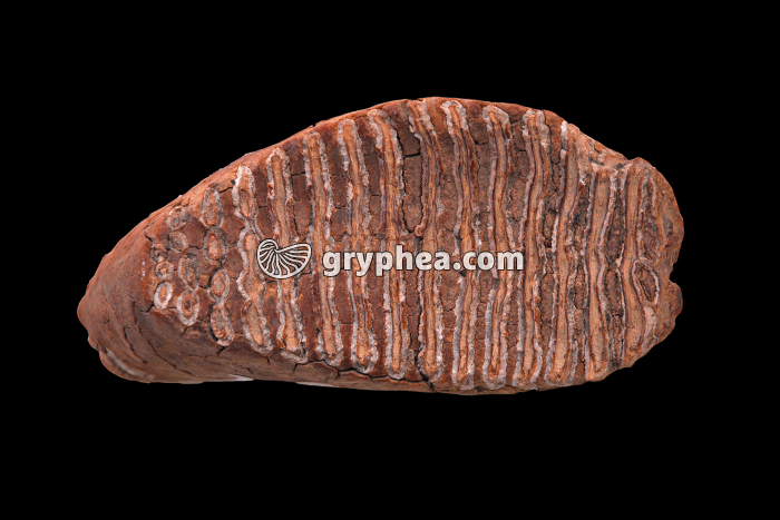 Molaire de Mammouth (vue de dessus) - gryphea.org